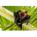 FRUIT BATS